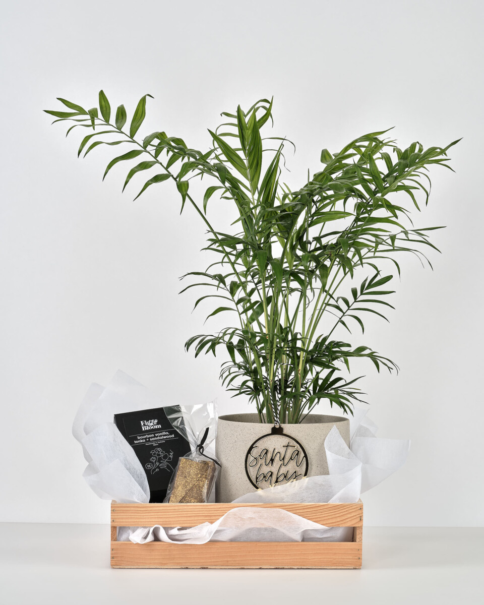 Hamper lifestyle with plant - Flowers and plants product photography
