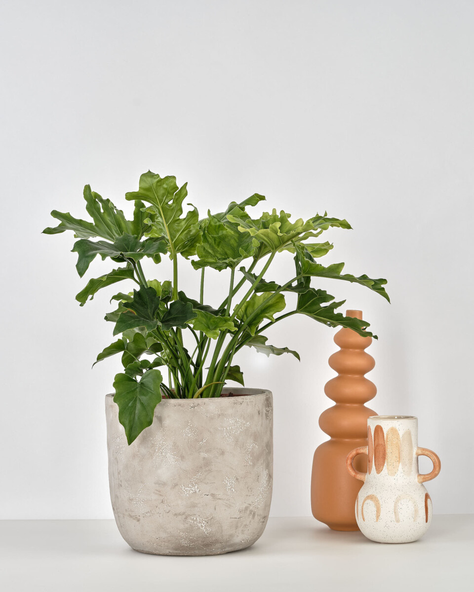 Lifestyle plant pot - Flowers and plants product photography